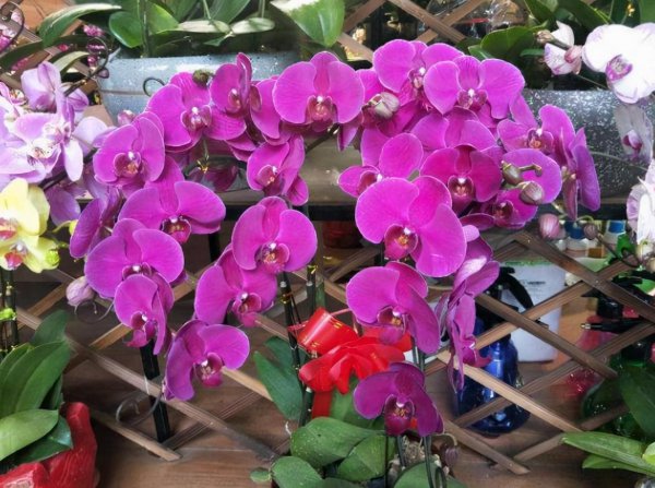 家里养蝴蝶兰禁忌有哪几条