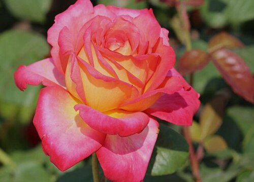 彩云月季一年开几次花