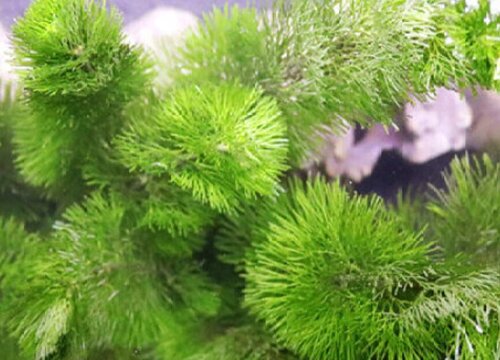 大宝塔水草好养吗