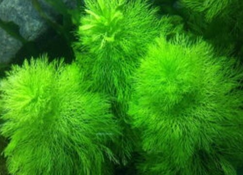 大宝塔水草好养吗