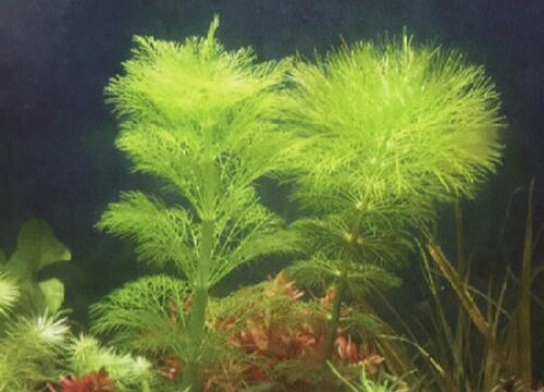 大宝塔水草好养吗