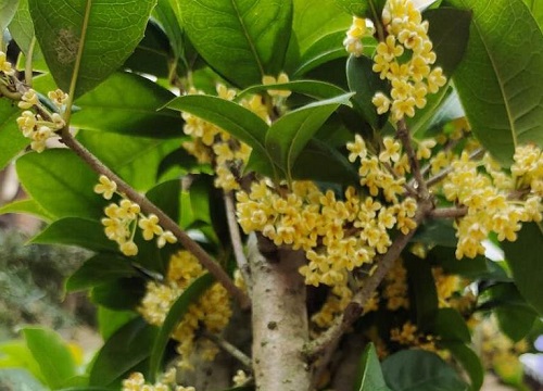 日香桂什么时候开花