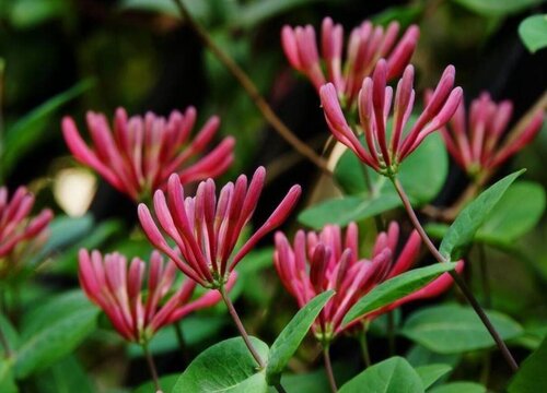 金银花哪个品种最好产量最高