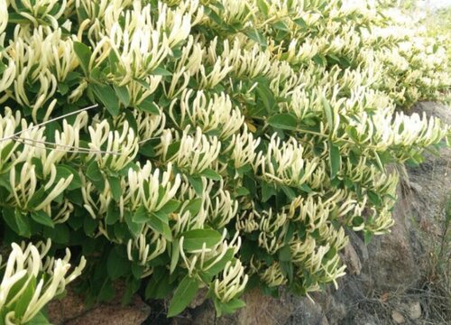 金银花哪个品种最好产量最高