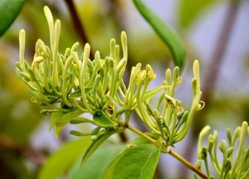 金银花哪个品种最好产量最高