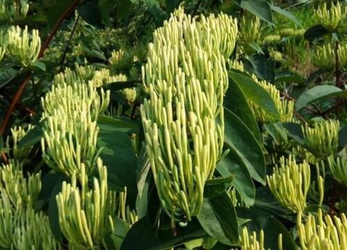 金银花哪个品种最好产量最高