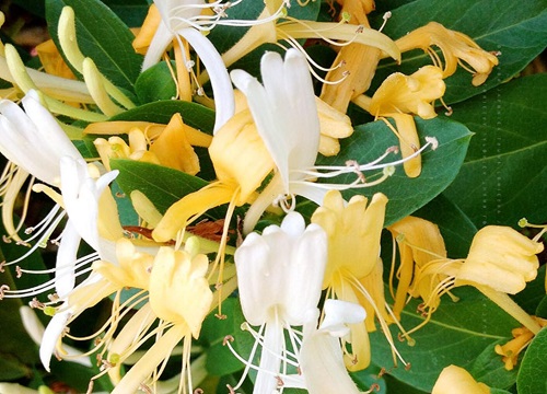 金银花哪个品种最好产量最高