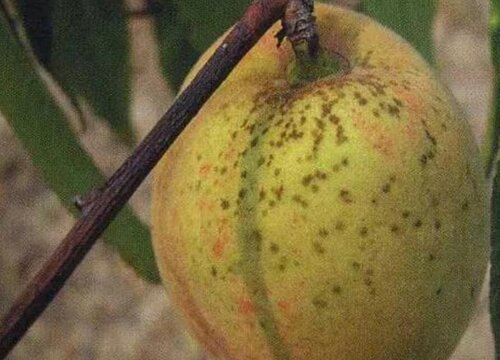 桃子炭疽病的发病原因及治疗方法