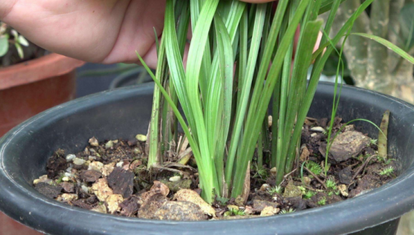 兰花喜欢酸性土壤还是碱性土壤