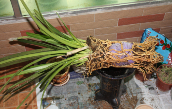 兰花喜欢酸性土壤还是碱性土壤