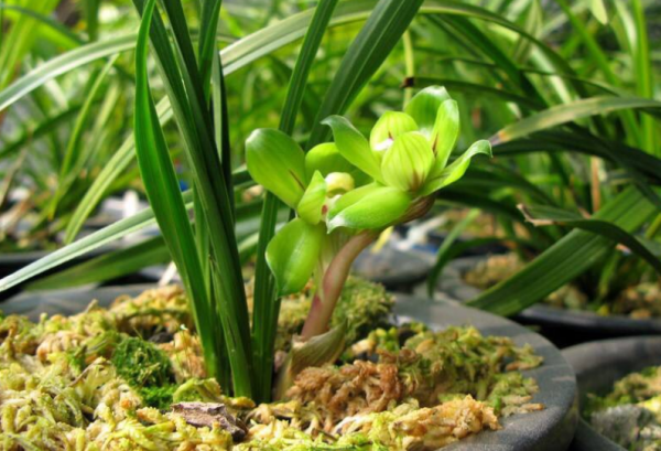 兰花喜欢酸性土壤还是碱性土壤