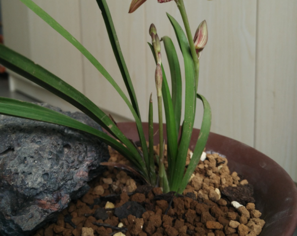 兰花喜欢酸性土壤还是碱性土壤