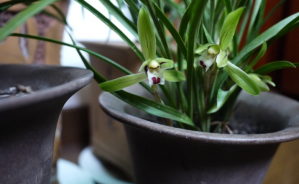 兰花喜欢酸性土壤还是碱性土壤