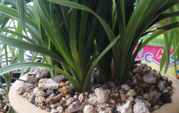 兰花喜欢酸性土壤还是碱性土壤