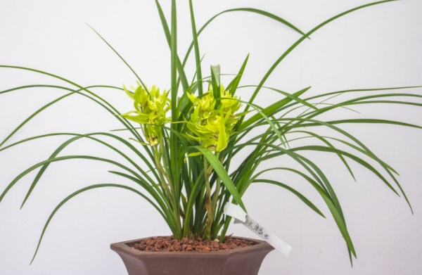 兰花喜欢酸性土壤还是碱性土壤