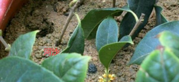 桂花树怎么扦插成活率最高