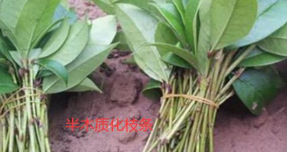 桂花树怎么扦插成活率最高