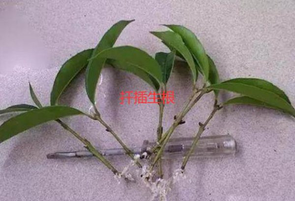 桂花树怎么扦插成活率最高