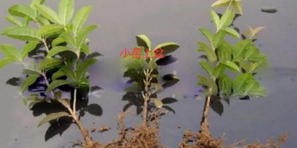 桂花树怎么扦插成活率最高