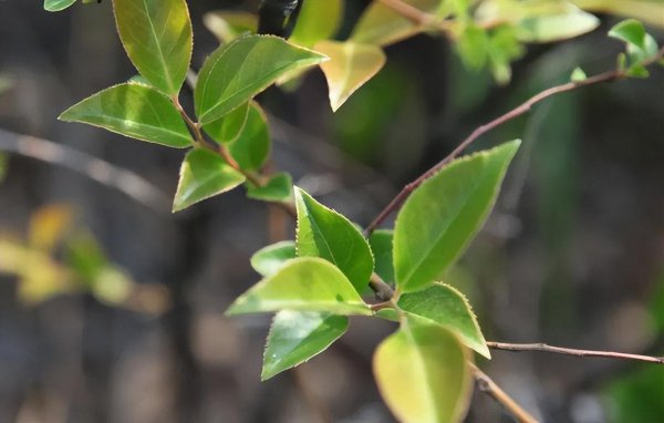做乌米饭的树叶是什么树