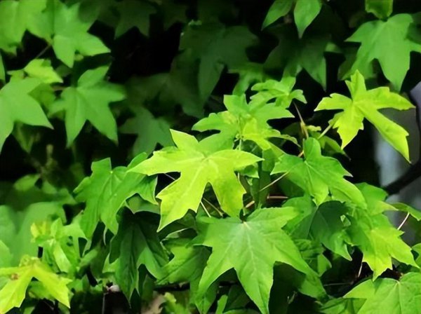 做乌米饭的树叶是什么树