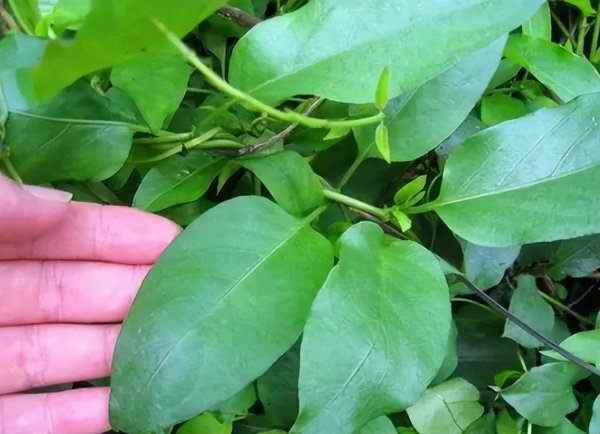 做乌米饭的树叶是什么树