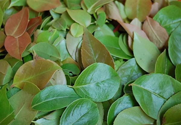 做乌米饭的树叶是什么树