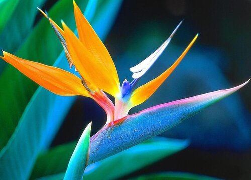 天堂鸟耐寒最低温度不能低于多少