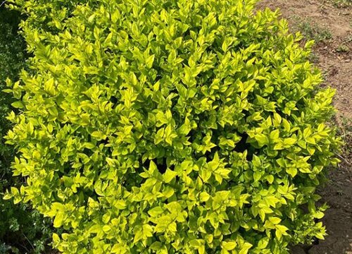 小叶女贞耐寒吗