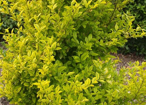 小叶女贞耐寒吗