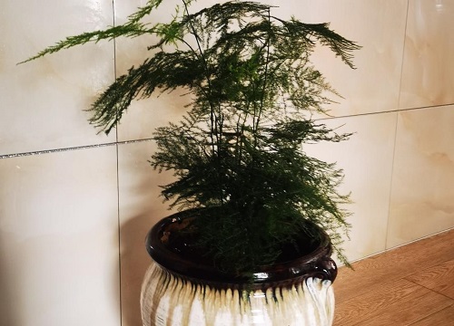 文竹的风水作用及摆放禁忌