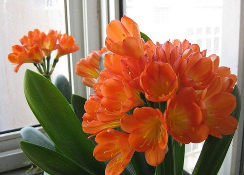 君子兰怎样才能开花