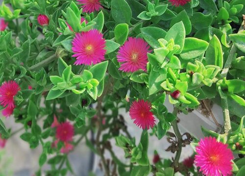 牡丹吊兰耐寒吗