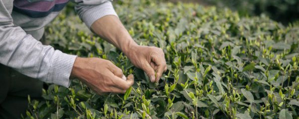 茶叶冬天如何施肥