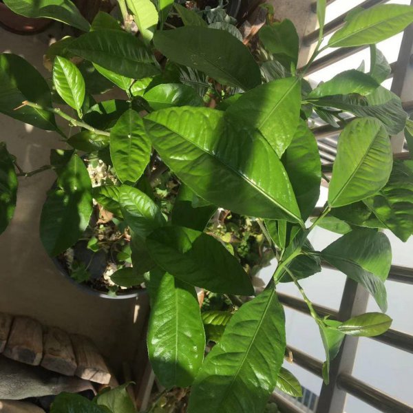 柠檬叶子发黄掉叶子是什么原因