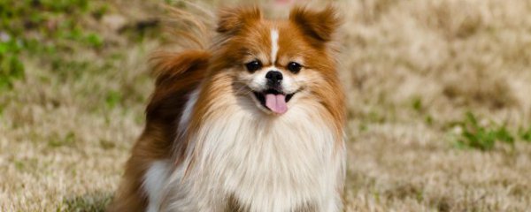 什么样的属相的人不能养狗