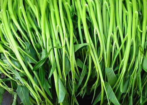 空心菜亩产量及利润