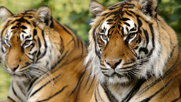 最厉害的老虎是什么品种