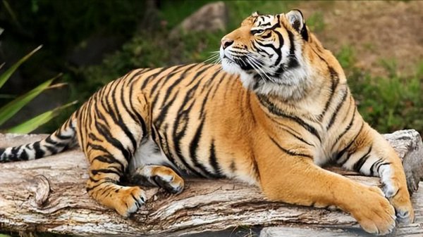 最厉害的老虎是什么品种