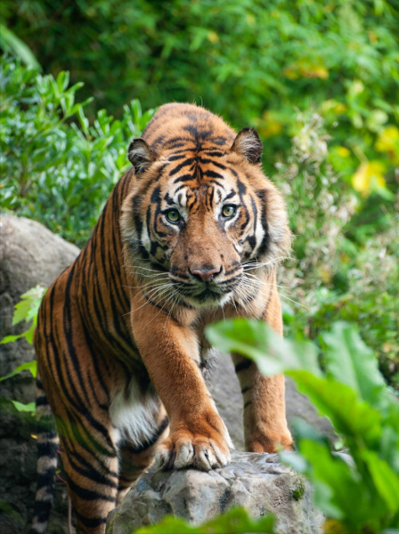 最厉害的老虎是什么品种