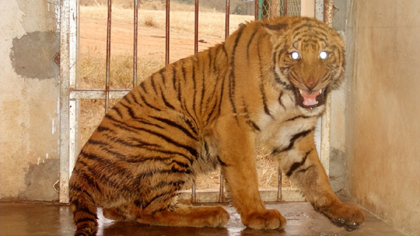 最厉害的老虎是什么品种