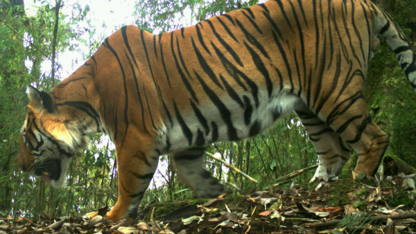 最厉害的老虎是什么品种