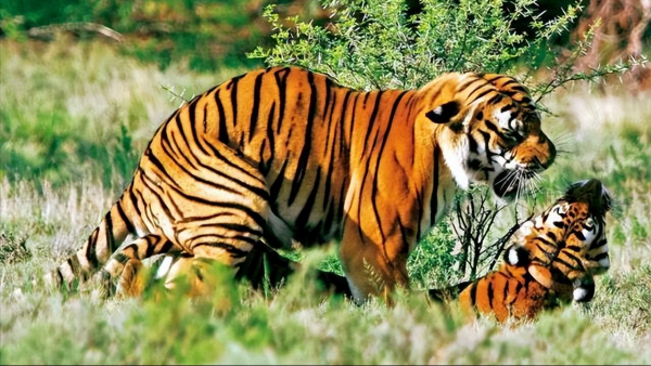 最厉害的老虎是什么品种