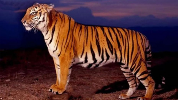 最厉害的老虎是什么品种