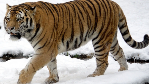 最厉害的老虎是什么品种