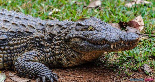 最厉害的老虎是什么品种