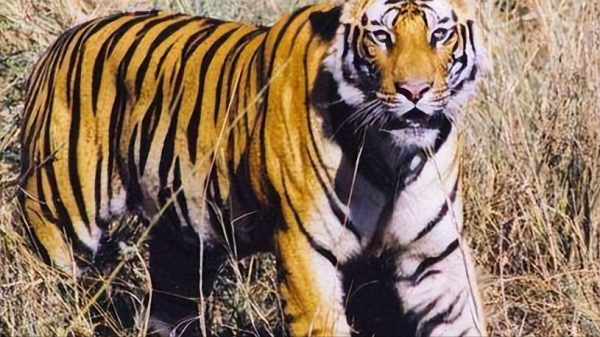 最厉害的老虎是什么品种