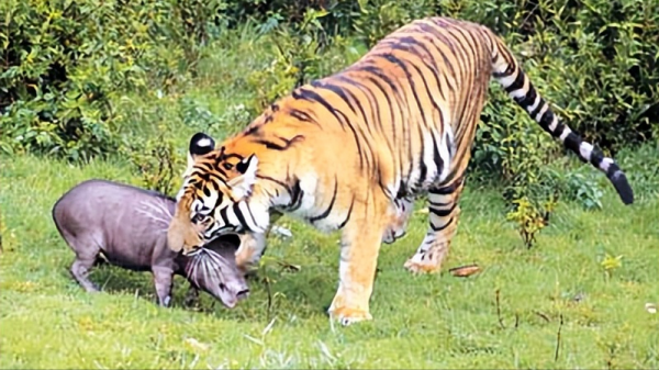 最厉害的老虎是什么品种