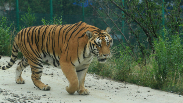 最厉害的老虎是什么品种