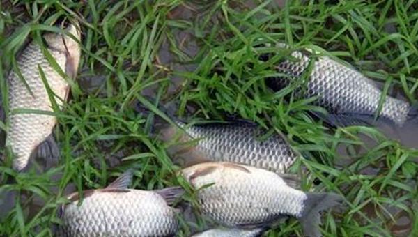 春季下雨天好钓鱼吗